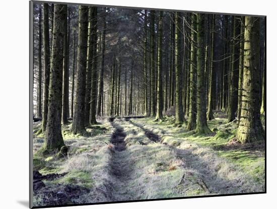 Forestry Commission Plantation, Sousons, Dartmoor, Devon, England, United Kingdom, Europe-David Lomax-Mounted Photographic Print