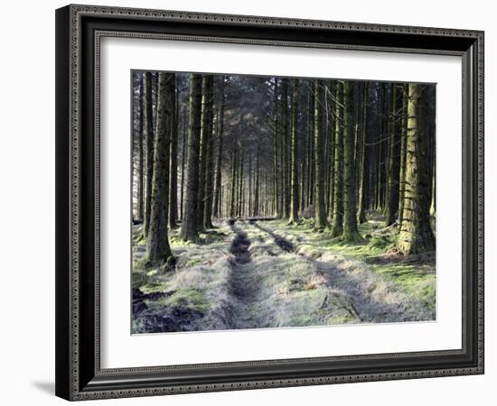 Forestry Commission Plantation, Sousons, Dartmoor, Devon, England, United Kingdom, Europe-David Lomax-Framed Photographic Print