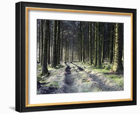 Forestry Commission Plantation, Sousons, Dartmoor, Devon, England, United Kingdom, Europe-David Lomax-Framed Photographic Print