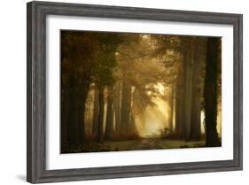 Forever Forest-Ellen Borggreve-Framed Photographic Print