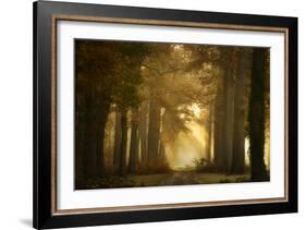 Forever Forest-Ellen Borggreve-Framed Photographic Print