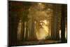 Forever Forest-Ellen Borggreve-Mounted Photographic Print