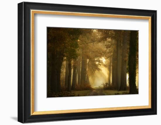 Forever Forest-Ellen Borggreve-Framed Photographic Print