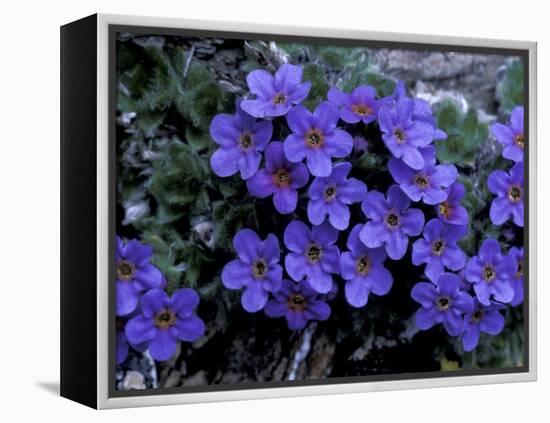 Forget-Me-Not Among Lichens, Brooks Range, Alaska National Wildlife Refuge, Alaska, USA-Hugh Rose-Framed Premier Image Canvas