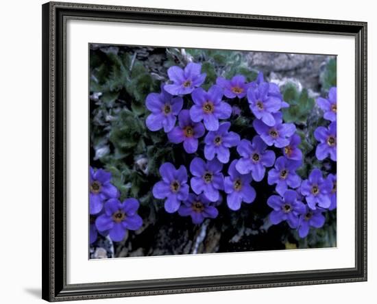 Forget-Me-Not Among Lichens, Brooks Range, Alaska National Wildlife Refuge, Alaska, USA-Hugh Rose-Framed Photographic Print