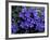 Forget-Me-Not Among Lichens, Brooks Range, Alaska National Wildlife Refuge, Alaska, USA-Hugh Rose-Framed Photographic Print