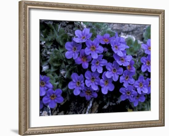 Forget-Me-Not Among Lichens, Brooks Range, Alaska National Wildlife Refuge, Alaska, USA-Hugh Rose-Framed Photographic Print