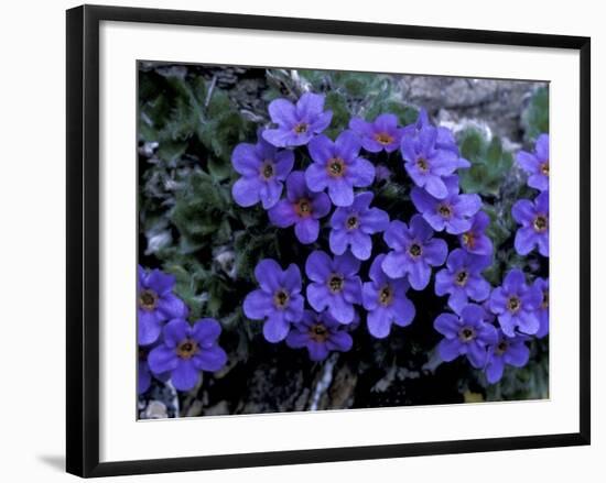 Forget-Me-Not Among Lichens, Brooks Range, Alaska National Wildlife Refuge, Alaska, USA-Hugh Rose-Framed Photographic Print