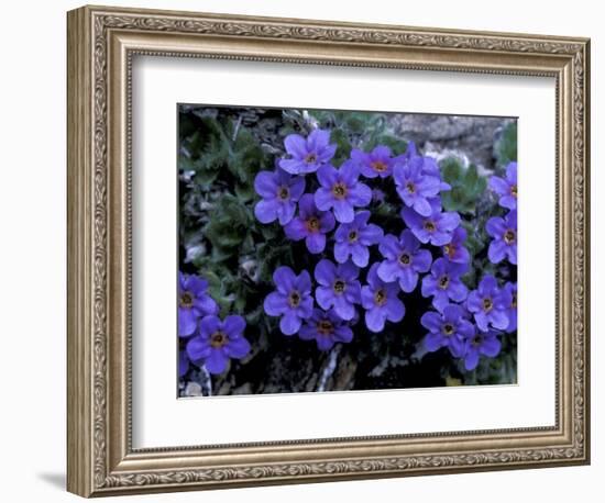 Forget-Me-Not Among Lichens, Brooks Range, Alaska National Wildlife Refuge, Alaska, USA-Hugh Rose-Framed Photographic Print