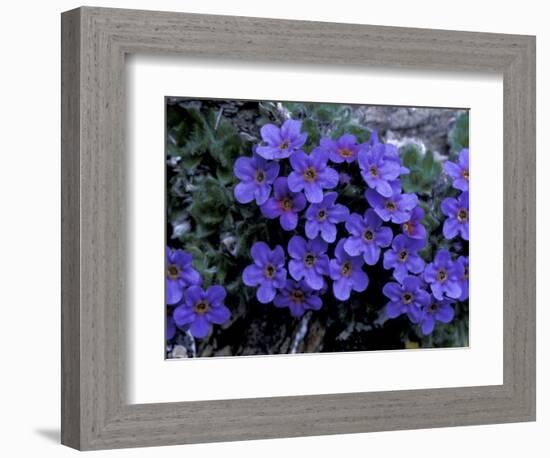 Forget-Me-Not Among Lichens, Brooks Range, Alaska National Wildlife Refuge, Alaska, USA-Hugh Rose-Framed Photographic Print