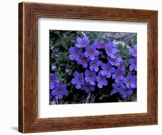 Forget-Me-Not Among Lichens, Brooks Range, Alaska National Wildlife Refuge, Alaska, USA-Hugh Rose-Framed Photographic Print