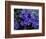 Forget-Me-Not Among Lichens, Brooks Range, Alaska National Wildlife Refuge, Alaska, USA-Hugh Rose-Framed Photographic Print