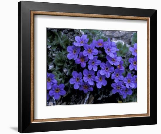 Forget-Me-Not Among Lichens, Brooks Range, Alaska National Wildlife Refuge, Alaska, USA-Hugh Rose-Framed Photographic Print