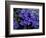 Forget-Me-Not Among Lichens, Brooks Range, Alaska National Wildlife Refuge, Alaska, USA-Hugh Rose-Framed Photographic Print