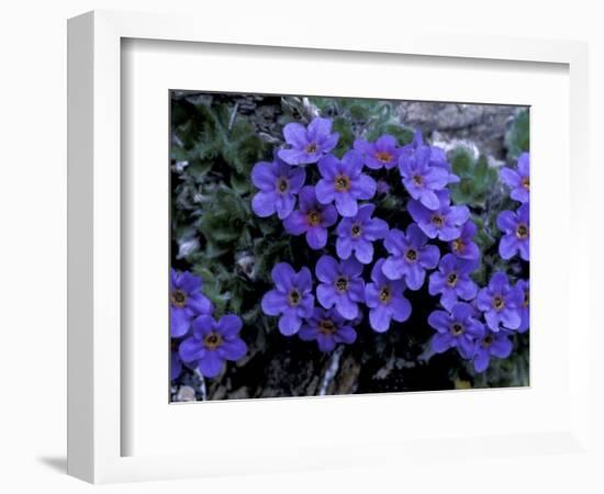 Forget-Me-Not Among Lichens, Brooks Range, Alaska National Wildlife Refuge, Alaska, USA-Hugh Rose-Framed Photographic Print