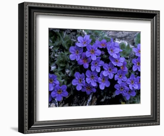 Forget-Me-Not Among Lichens, Brooks Range, Alaska National Wildlife Refuge, Alaska, USA-Hugh Rose-Framed Photographic Print