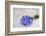 Forget-Me-Not, Bunch-Andrea Haase-Framed Photographic Print