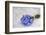 Forget-Me-Not, Bunch-Andrea Haase-Framed Photographic Print