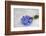 Forget-Me-Not, Bunch-Andrea Haase-Framed Photographic Print