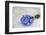 Forget-Me-Not, Bunch-Andrea Haase-Framed Photographic Print