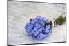 Forget-Me-Not, Bunch-Andrea Haase-Mounted Photographic Print