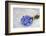 Forget-Me-Not, Bunch-Andrea Haase-Framed Photographic Print