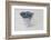 Forget-me-not flowers in coffee cup, close up, still life-Andrea Haase-Framed Photographic Print