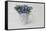 Forget-me-not flowers in coffee cup, close up, still life-Andrea Haase-Framed Stretched Canvas