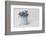 Forget-me-not flowers in milk jug, close up, still life-Andrea Haase-Framed Photographic Print