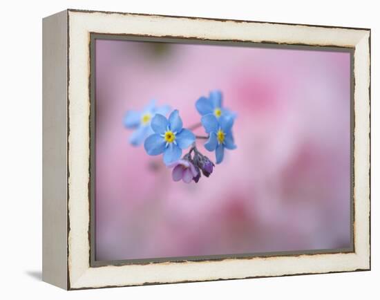 Forget-Me-Not Flowers, New Brunswick, Canada-Ellen Anon-Framed Premier Image Canvas