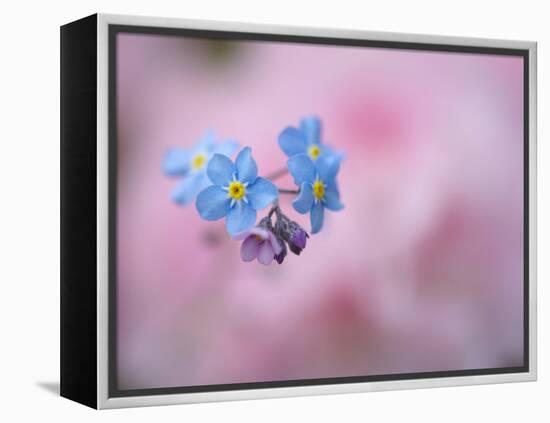 Forget-Me-Not Flowers, New Brunswick, Canada-Ellen Anon-Framed Premier Image Canvas