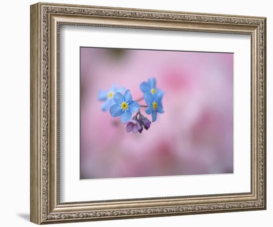 Forget-Me-Not Flowers, New Brunswick, Canada-Ellen Anon-Framed Photographic Print