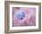 Forget-Me-Not Flowers, New Brunswick, Canada-Ellen Anon-Framed Photographic Print