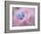 Forget-Me-Not Flowers, New Brunswick, Canada-Ellen Anon-Framed Photographic Print