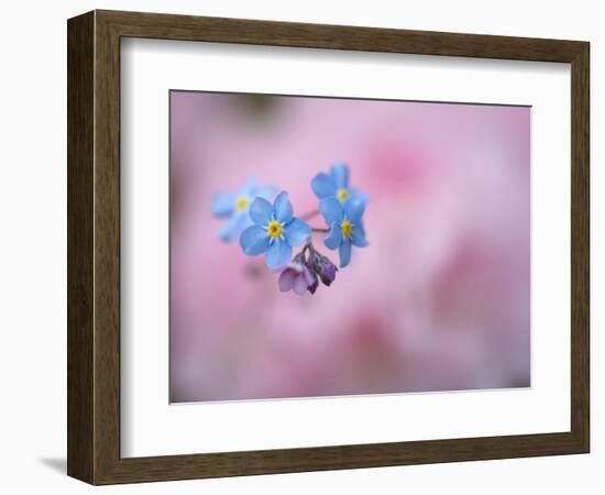 Forget-Me-Not Flowers, New Brunswick, Canada-Ellen Anon-Framed Photographic Print