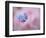 Forget-Me-Not Flowers, New Brunswick, Canada-Ellen Anon-Framed Photographic Print