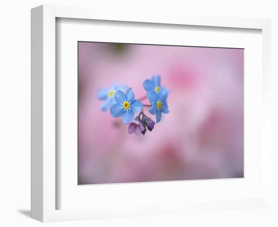 Forget-Me-Not Flowers, New Brunswick, Canada-Ellen Anon-Framed Photographic Print