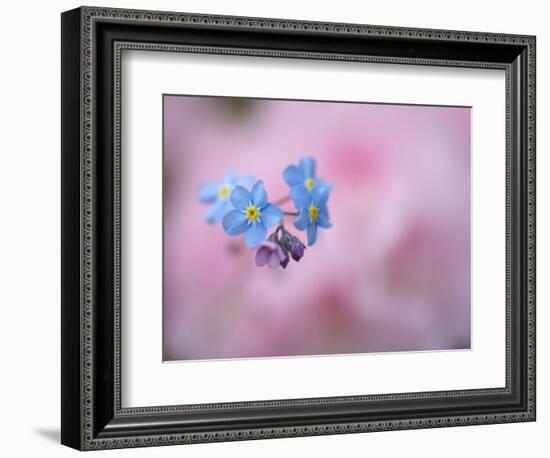 Forget-Me-Not Flowers, New Brunswick, Canada-Ellen Anon-Framed Photographic Print