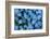 Forget-me-not flowers on woodland floor, Norfolk, UK-Ernie Janes-Framed Photographic Print