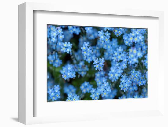 Forget-me-not flowers on woodland floor, Norfolk, UK-Ernie Janes-Framed Photographic Print