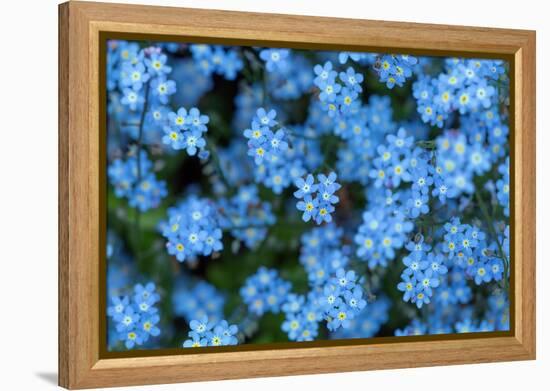 Forget-me-not flowers on woodland floor, Norfolk, UK-Ernie Janes-Framed Premier Image Canvas