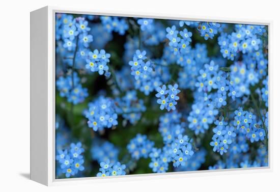 Forget-me-not flowers on woodland floor, Norfolk, UK-Ernie Janes-Framed Premier Image Canvas