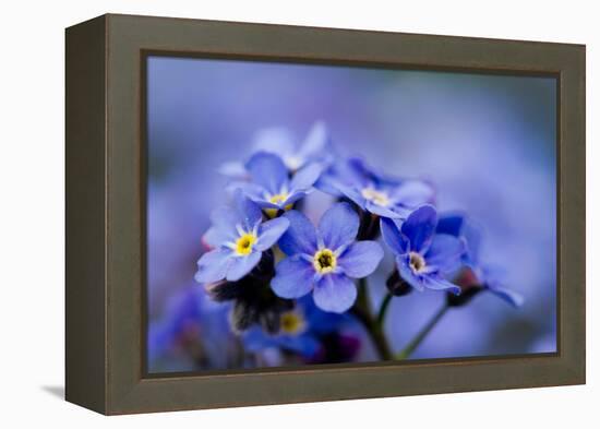 Forget Me Not Flowers - Spring Garden-Gorilla-Framed Premier Image Canvas