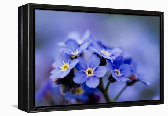 Forget Me Not Flowers - Spring Garden-Gorilla-Framed Premier Image Canvas