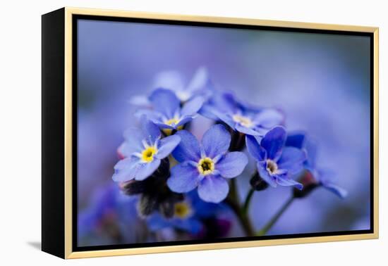 Forget Me Not Flowers - Spring Garden-Gorilla-Framed Premier Image Canvas