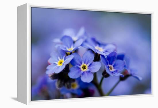 Forget Me Not Flowers - Spring Garden-Gorilla-Framed Premier Image Canvas