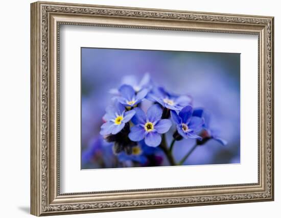 Forget Me Not Flowers - Spring Garden-Gorilla-Framed Photographic Print