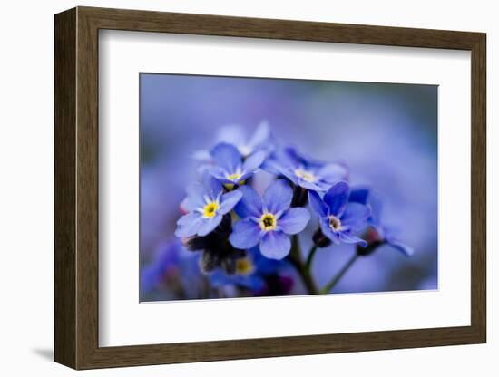 Forget Me Not Flowers - Spring Garden-Gorilla-Framed Photographic Print