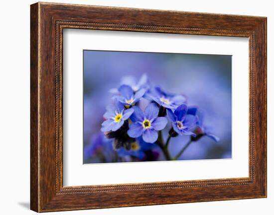 Forget Me Not Flowers - Spring Garden-Gorilla-Framed Photographic Print