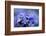 Forget Me Not Flowers - Spring Garden-Gorilla-Framed Photographic Print